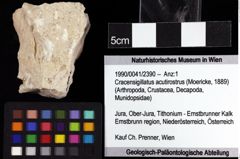 Foto (Objket + Etiketten) von Cracensigillatus acutirostrus (Moericke, 1889) 